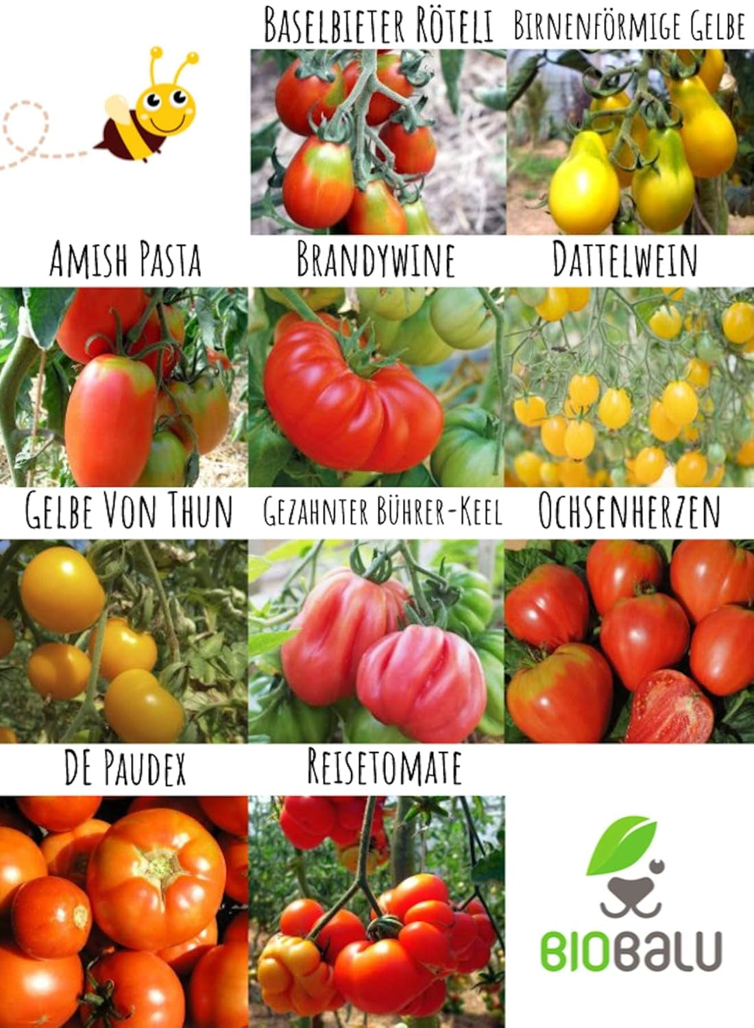 Tomatensamen Bio - 10 Alte Sorten in Einzelpackungen - Historisches Saatgut Set Tomaten, Saatgut Raritäten in Bioqualität, Samenfeste & Seltene Tomatensorten Für - Geschenkset