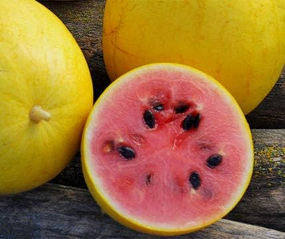 Melonensamen Golden Midget Wassermelone 50 Korn