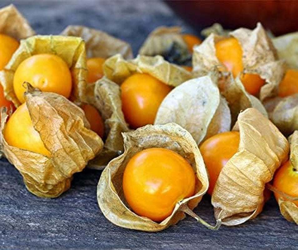 La Verde MEIN GARTEN UND ICH. Andenbeere Physalis Samen Für Ca. 50 Pflanzen, Physalis Peruviana, Süß-Säuerlich, Saatgut Ohne Gentechnik
