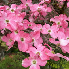 Cornus Kousa, Blühende Sträucher Winterhart Hartriegel, Steingartenpflanzen Winterhart Balkonpflanzen 300Samen