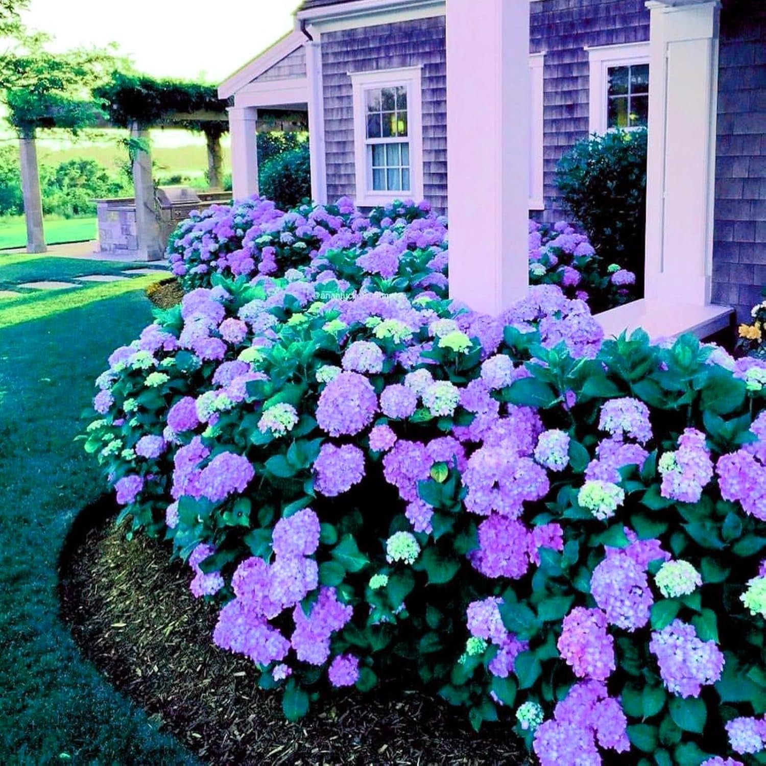 Lebende Pflanzen,Mehrjährige Blumenzwiebel ist winterhart, Winterhart pflanzen, Mysteriöse magische Glühbirne, Blumenzwiebel Mix-4 Oxalis Triangularis Blumenzwiebeln