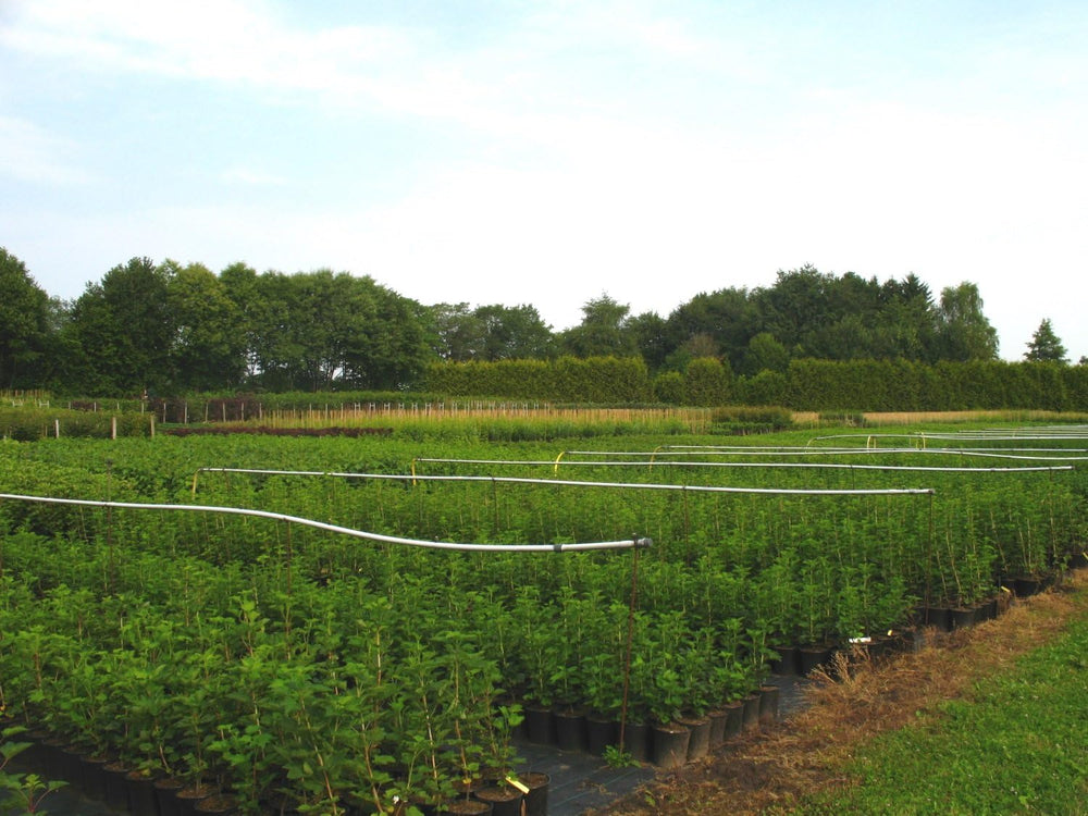 Ribes Uva-Crispa 'Mucurines' Hochstamm 120 Cm – Winterhart, Mehrjährig, Pflegeleicht – Stachelbeere – Beerenobst Für Garten & Kübel