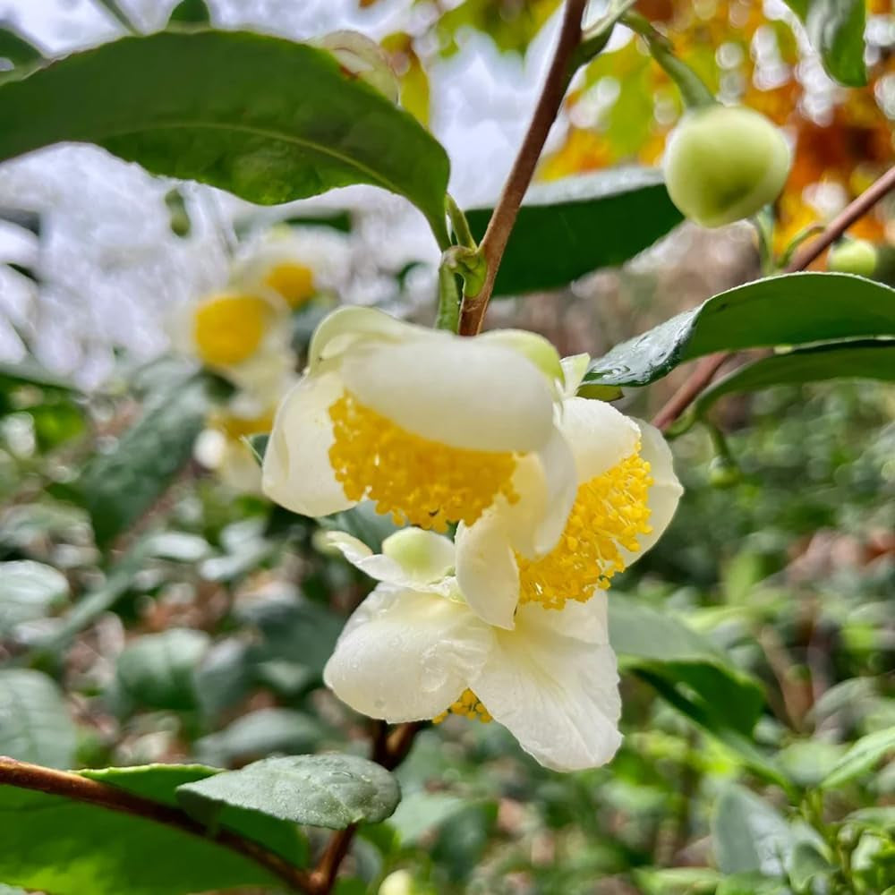 Grüner Tee - Teebaum - Zimmerbonsai Teepflanze Kaufen Gartenpflanzen Winterhart Mehrjährig Topfpflanzen, Schnell Wachsende 35Samen