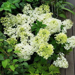 Rispenhortensie Wildblumen Exotische Blumenbeet Hydrangea Paniculata Frühlingsblume Winterharte Kübelpflanzen Bio Balkon Blumendeko Kletterpflanzen Steingartenpflanzen Balkon 100Samen