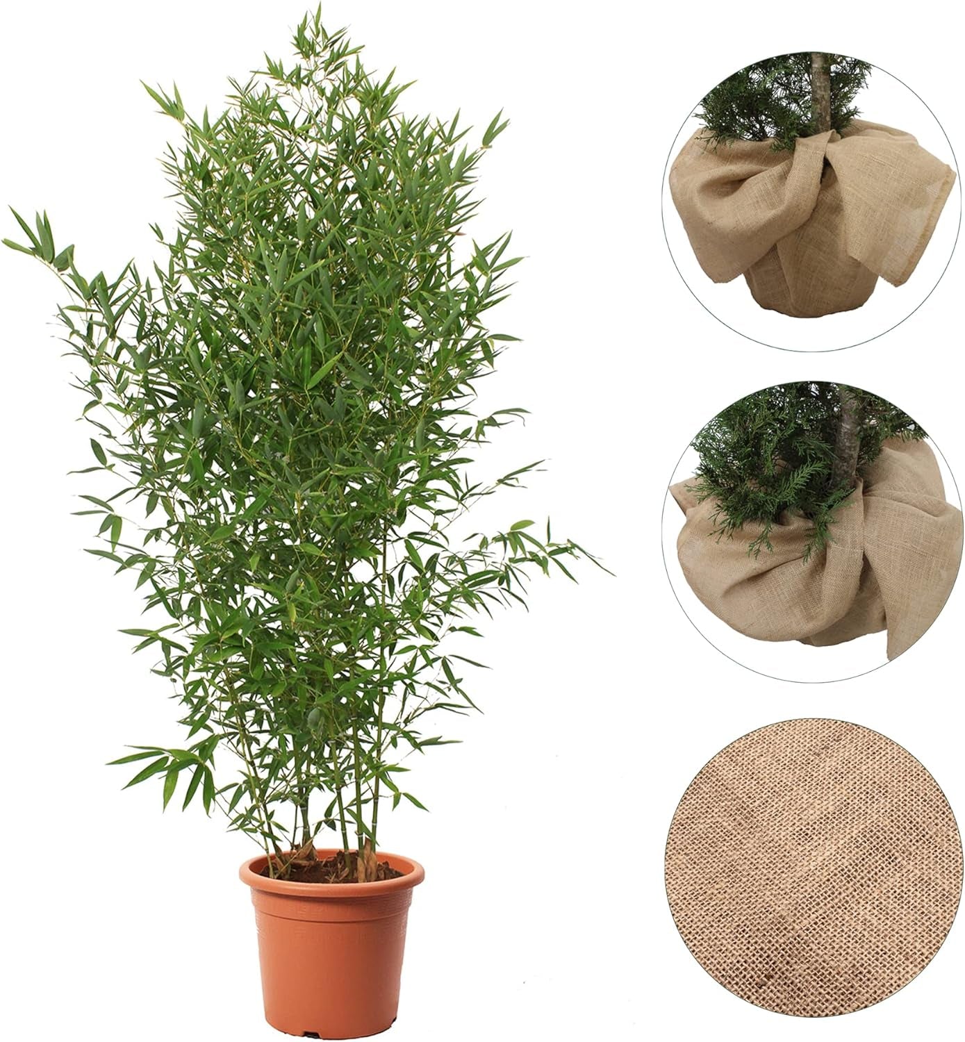 KENTIS - Bambusa Aurea Mit Jutedekoration Für Vase - Bambus Pflanze - Echte Winterharte Pflanzen Für Garten - Balkon Pflanze - Hoch 170-200 Cm Topf Ø 24 Cm