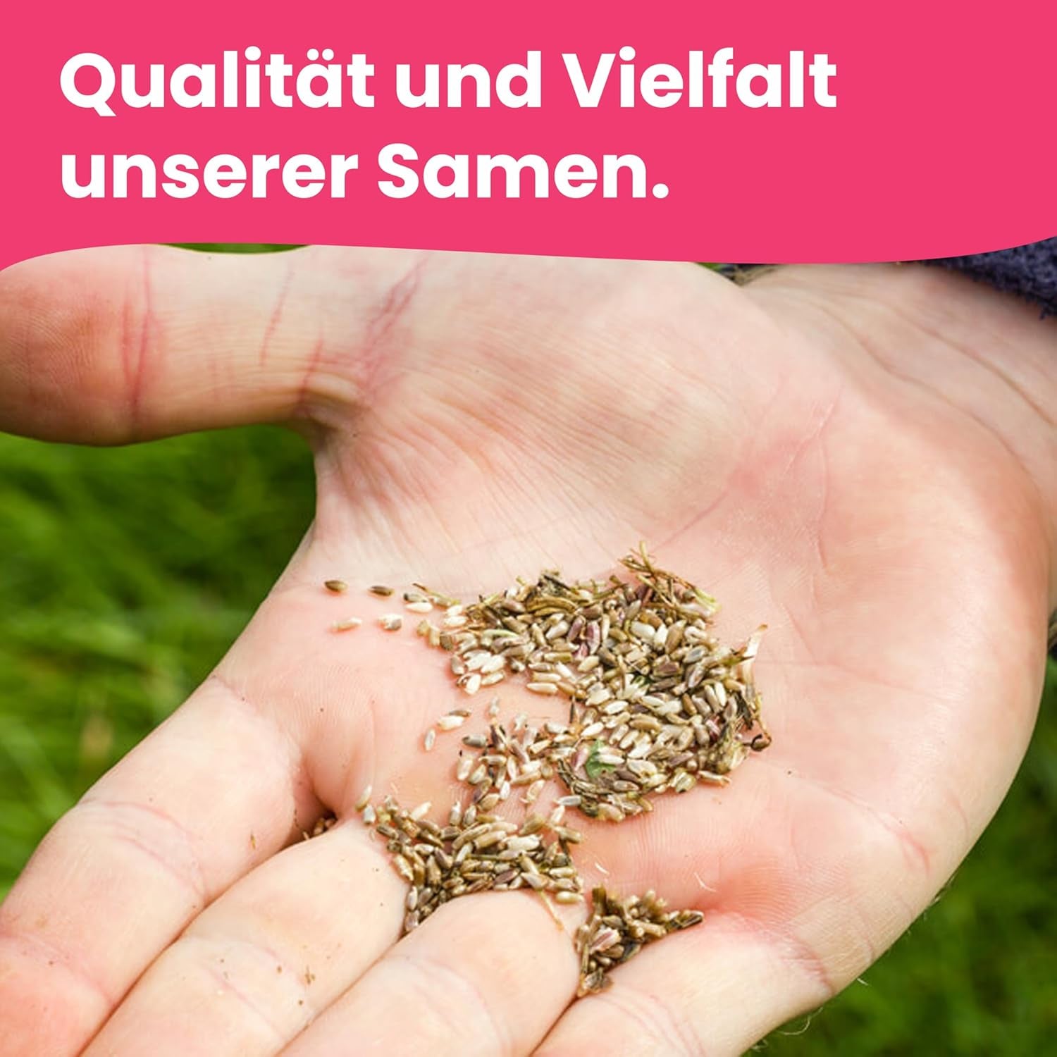 LERAVA květinová semena (12 odrůd) - zimní mrazuvzdorné trvalky - zahradní a balkónová semena - rychlé klíčení pro snadné setí - nenáročná na údržbu květinová směs pro nepřetržité kvetení