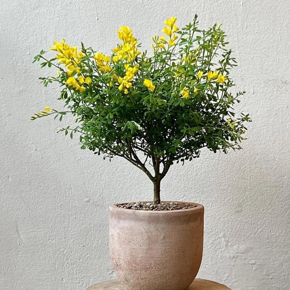 Ginster, Für Sonnige Plätze Cytisus Scoparius, Balkonpflanzen Nachhaltige Geschenke Steingartenpflanzen Winterhart Garten Geschenke Für Frauen 80Samen