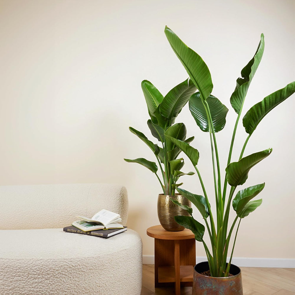Bloomique - Strelitzia Nicolai - Paradiesvogelblume - Paradiesvogelblume - XXL Zimmerpflanzen - Luftreinigend - Pflegeleicht - 150-170 Cm Hoch - Topf 27 Cm