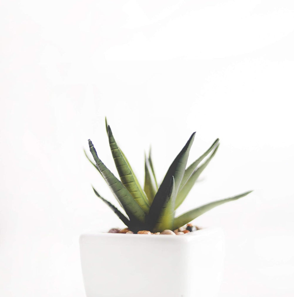 1L Lewatit HD-50 vysoce kvalitní dlouhodobé hydroponické granule hnojiva ideální pro všechny okrasné rostliny Dlouhodobý účinek až 6 měsíců