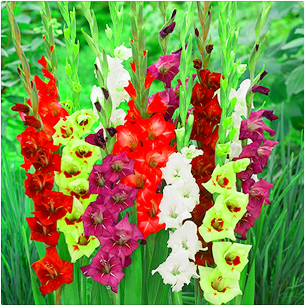 Lebende Pflanzen,Mehrjährige Blumenzwiebel ist winterhart, Winterhart pflanzen, Mysteriöse magische Glühbirne, Blumenzwiebel Mix-4 Oxalis Triangularis Blumenzwiebeln