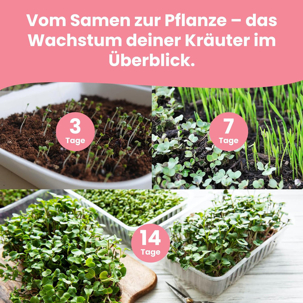 LERAVA Kräutersamen Set – 12 Sorten: Basilikum Samen, Parsilie Samen, Koriandr, Oregano & mehr – Saatgut für frische Kräuter im Garten oder Topf, Premium Samen für Küche & Balkon - Samen set, semena