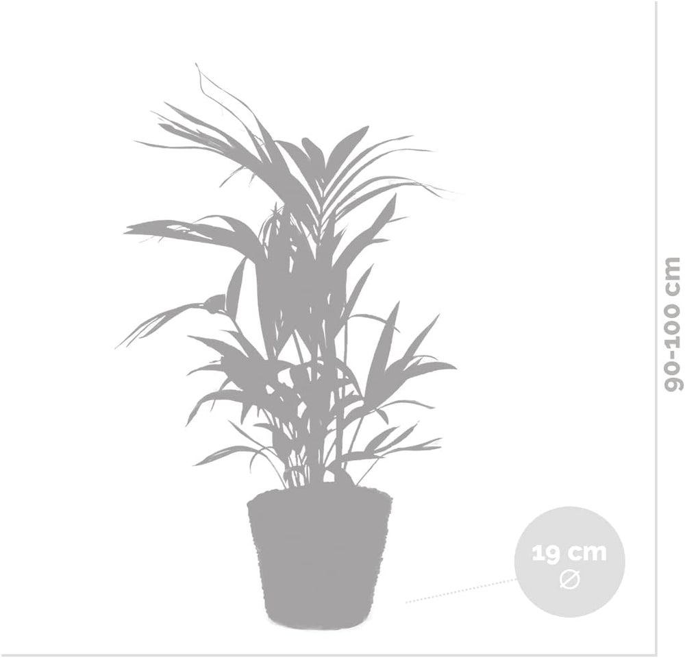 Bloomique - Howea Forsteriana - Kentia Palme - Zimmerpflanzen - Pflegeleicht - Haustierfreundlich - Höhe 90-100 Cm - Mit Rotan Korb 19 Cm