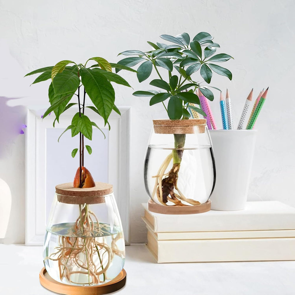 Hydroponická rostlinná pěstovací stanice, 12 x 11 cm, váza se semeny avokáda, skleněný květináč, skleněná hydroponická váza pro vodní rostliny nebo květiny, kancelářský stůl, 2 kusy