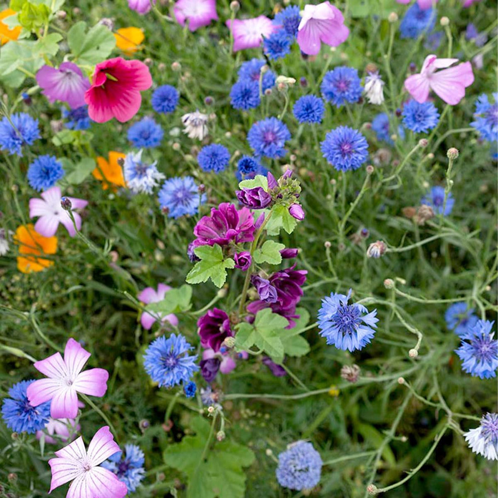 Bunte Insektenfreundliche Wildblumensamen Mischung - 250 Gramm Für 125 M² - Einjährige & Mehrjährige Blumenmischung - Für Wildbienen, Hummeln & Schmetterlinge - Schnelle Aussaat - MRS Seeds