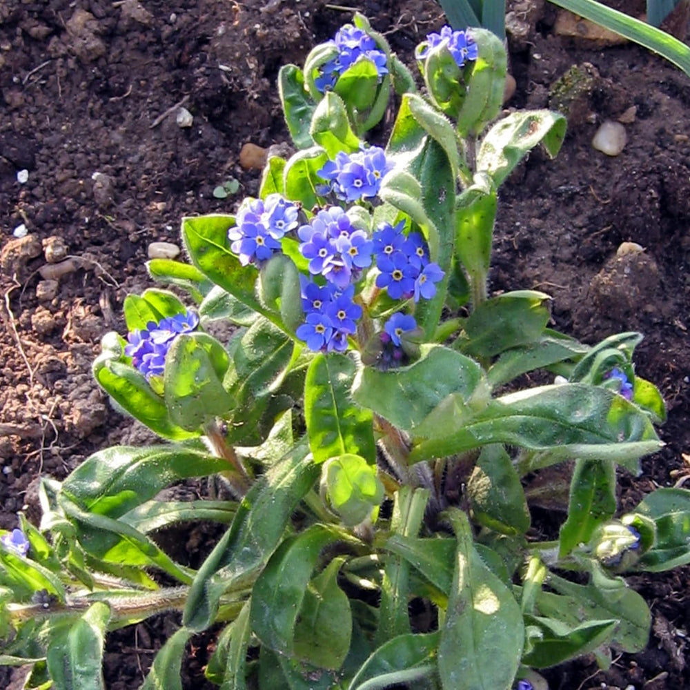 Himmelblaues Wald-Vergissmeinnicht (Myosotis Sylvatica) 600 Samen