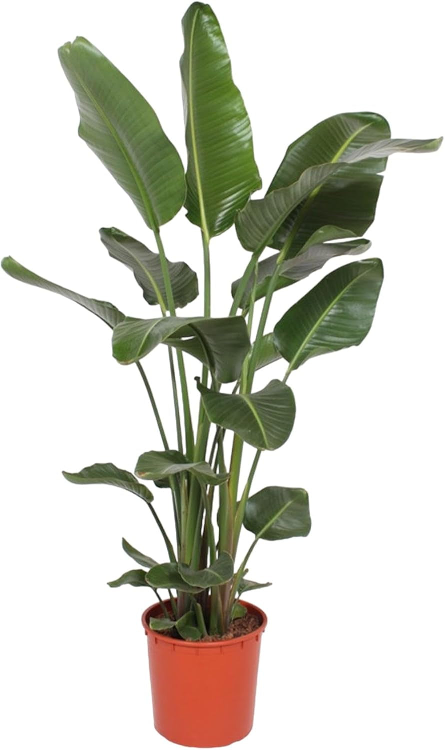 Trendyplants - Strelitzia Nicolai - Paradiesvogelblume - Zimmerpflanze - Höhe 160-180 Cm - Topfgröße Ø24Cm