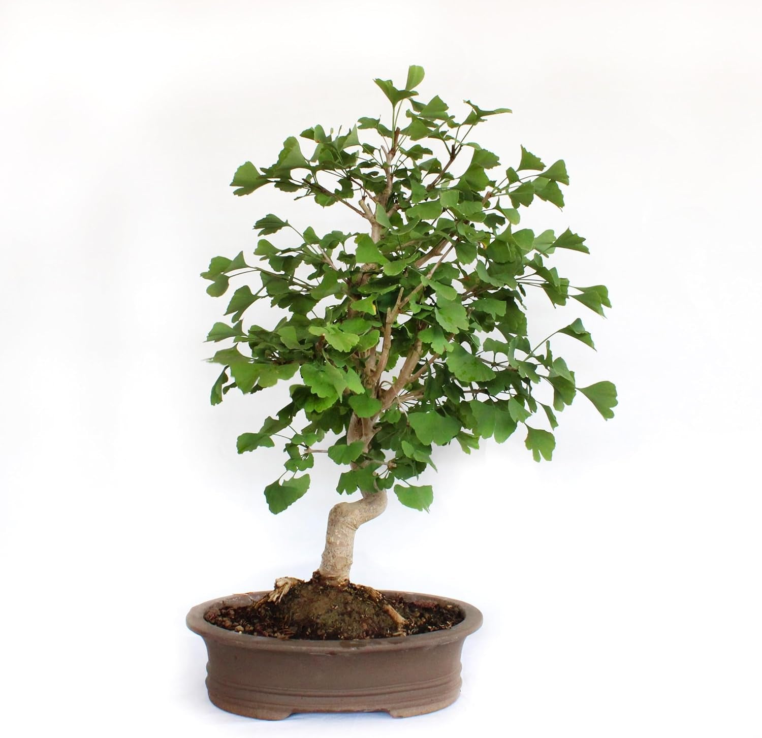 KENTIS - Ginkgo Biloba Bonsai - Natürliche Dekopflanze Für Draußen - H 40-50 Cm Keramiktopf Ø 21 Cm
