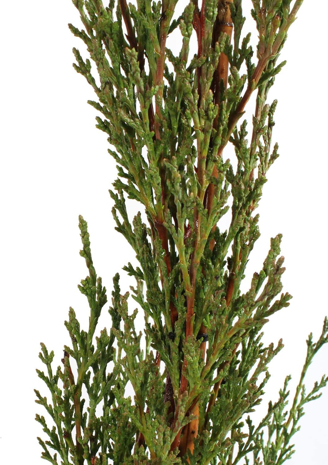 KENTIS - Zypressen Echte Pflanzen Winterhart - Cupressus Sempervirens Totem - Hoch 80-100 Cm Topf Ø 18 Cm