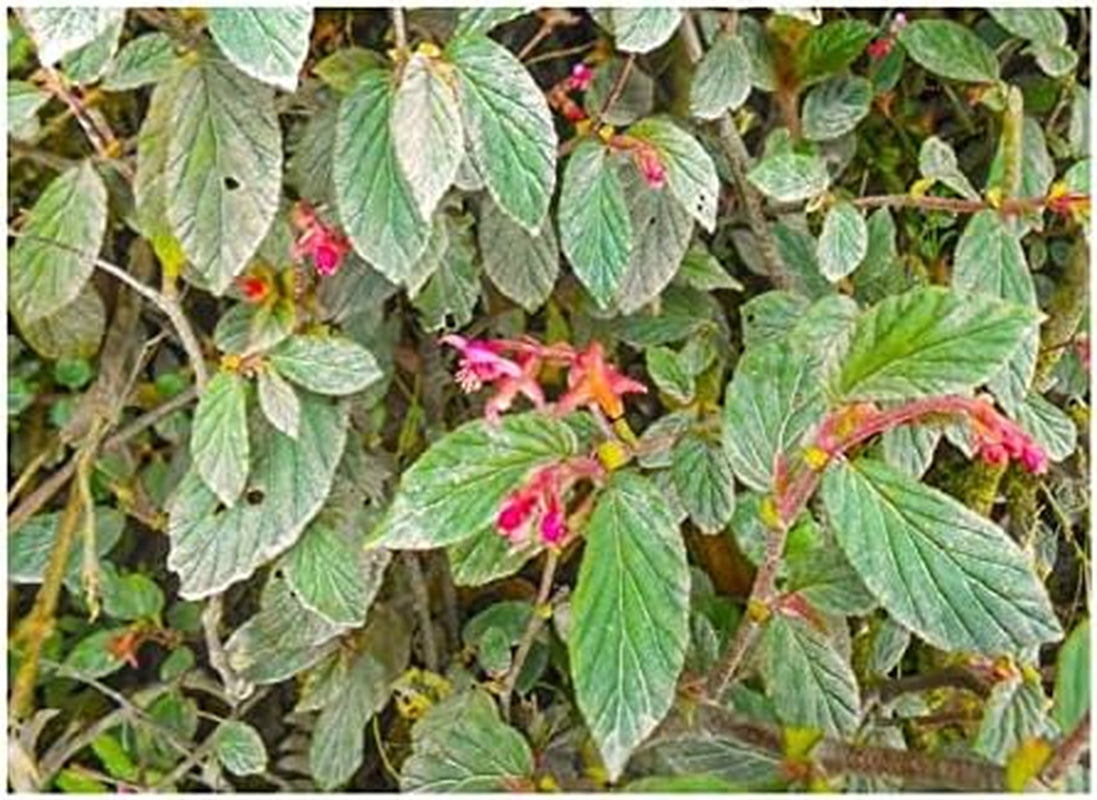 Stk - 10X Begonia Urticae Ziersträucher Garten Pflanzen - Samen ID346 -