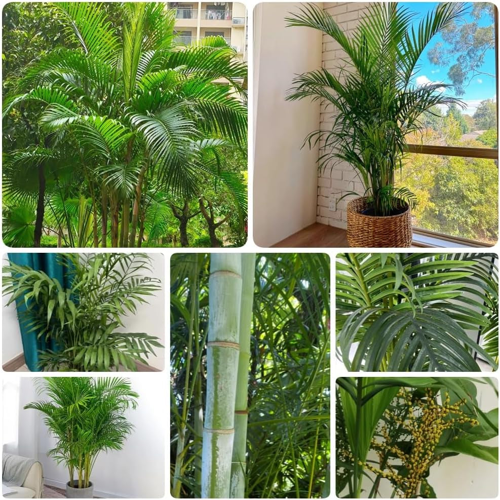 Goldfruchtpalme, Sträucher Dypsis Lutescens, Stauden Winterhart Mehrjährig Exotische Blumensamen Exotische Winterhart Zimmerpflanzen 25Samen