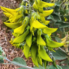 Crotalaria Cunninghamii, Schnellwachsende Sträucher Crotalaria Pallida, Kräuterpflanzen Wildkräuter Kräutergarten Winterhart Heilkräuter Steingartenpflanzen 80Samen