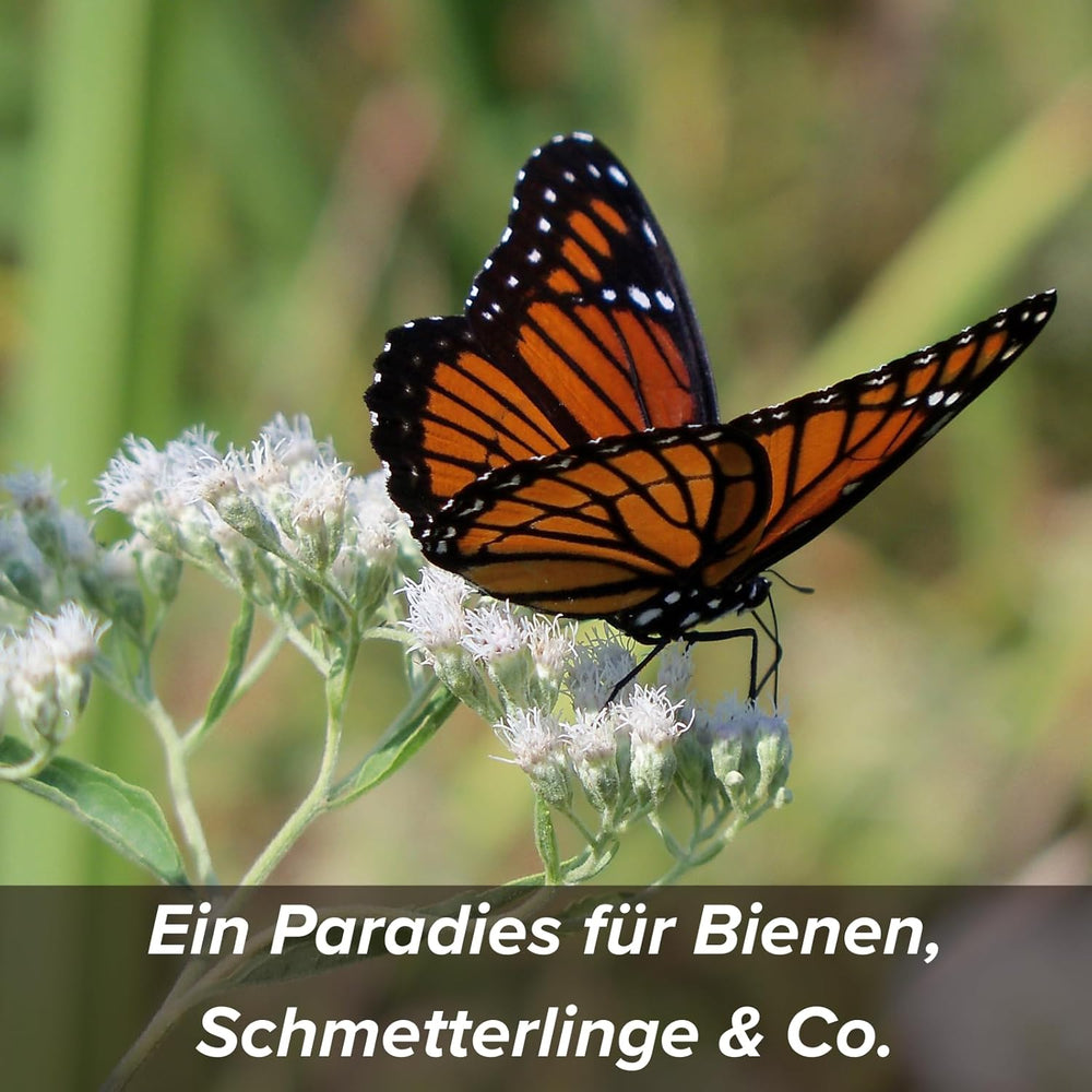 Semena květin v ochranném jílovém obalu pro včely a motýly, 400g. Vytrvalé a zimovzdorné rostliny vytvářející kvetoucí krajinu o ploše 20 m². Krásná semínka divokých květin pro barevnou včelí pastvu. Dárek pro děti.