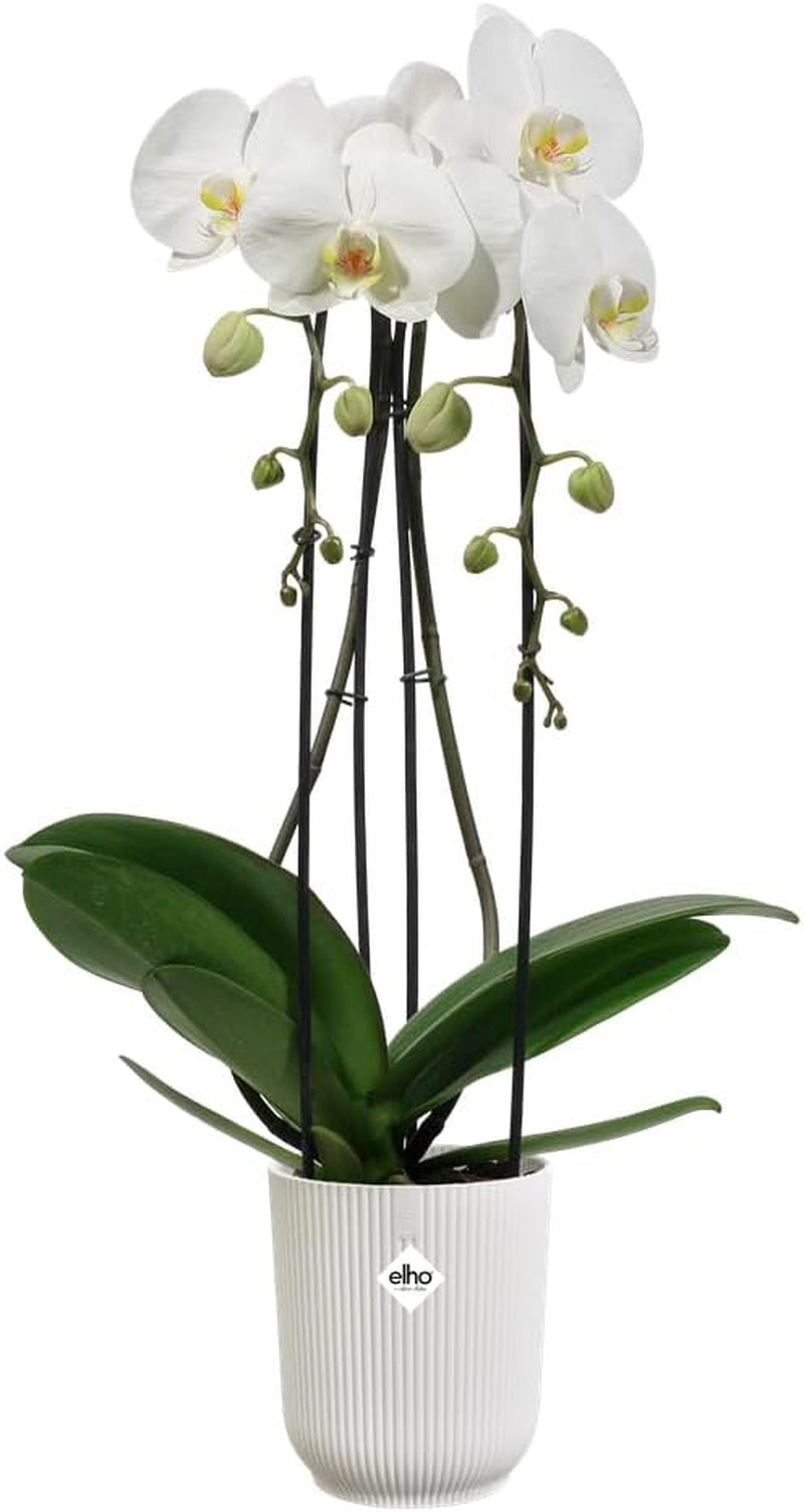 elho Vibes Fold Orchid High 12.5cm – Ghiveci pentru orhidee de interior – Ghivece de flori de interior – Plastic 100% reciclat – Alb/Alb mătăsos