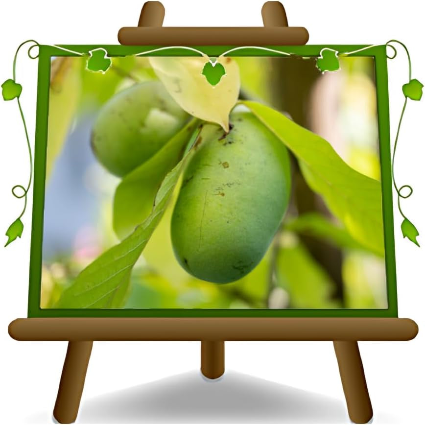 Asimina Triloba Sunflower (Pawpaw) Obstpflanze Antik Auf Topf 18-Max. 50Cm
