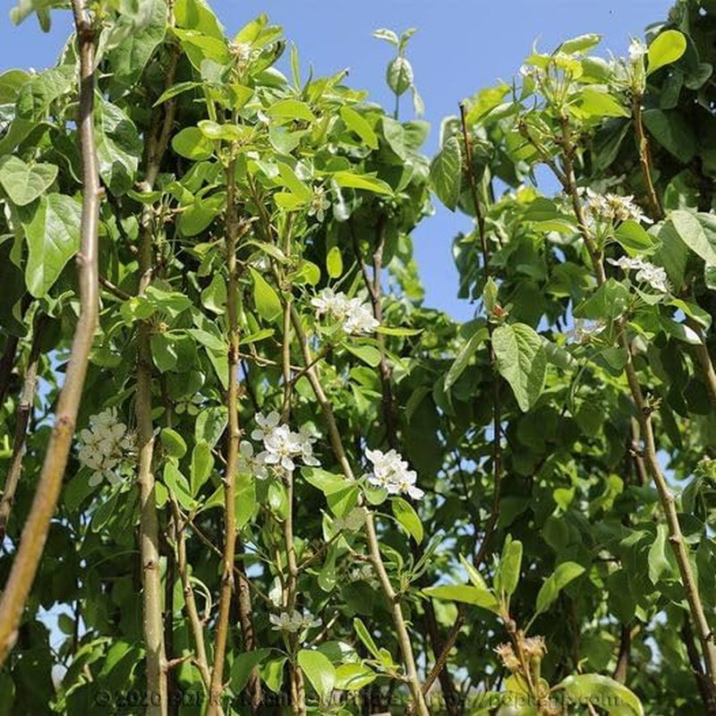 Birnbaum Birne Früh Von Fiorano - Obstpflanzen Auf Blumentopf Einer Vase Von 20 - Baum Max 170 Cm – 2 Jahre Anbau Italien