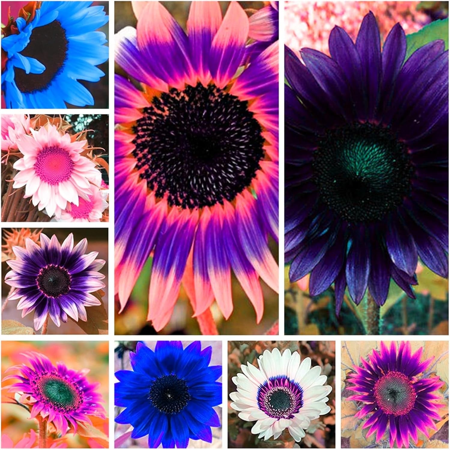 Směs cibulovin, mysteriózní kouzelná cibulka, mrazuvzdorná výsadba, mrazuvzdorná trvalka, mrazuvzdorné cibuloviny – 3 cibule orchidejí