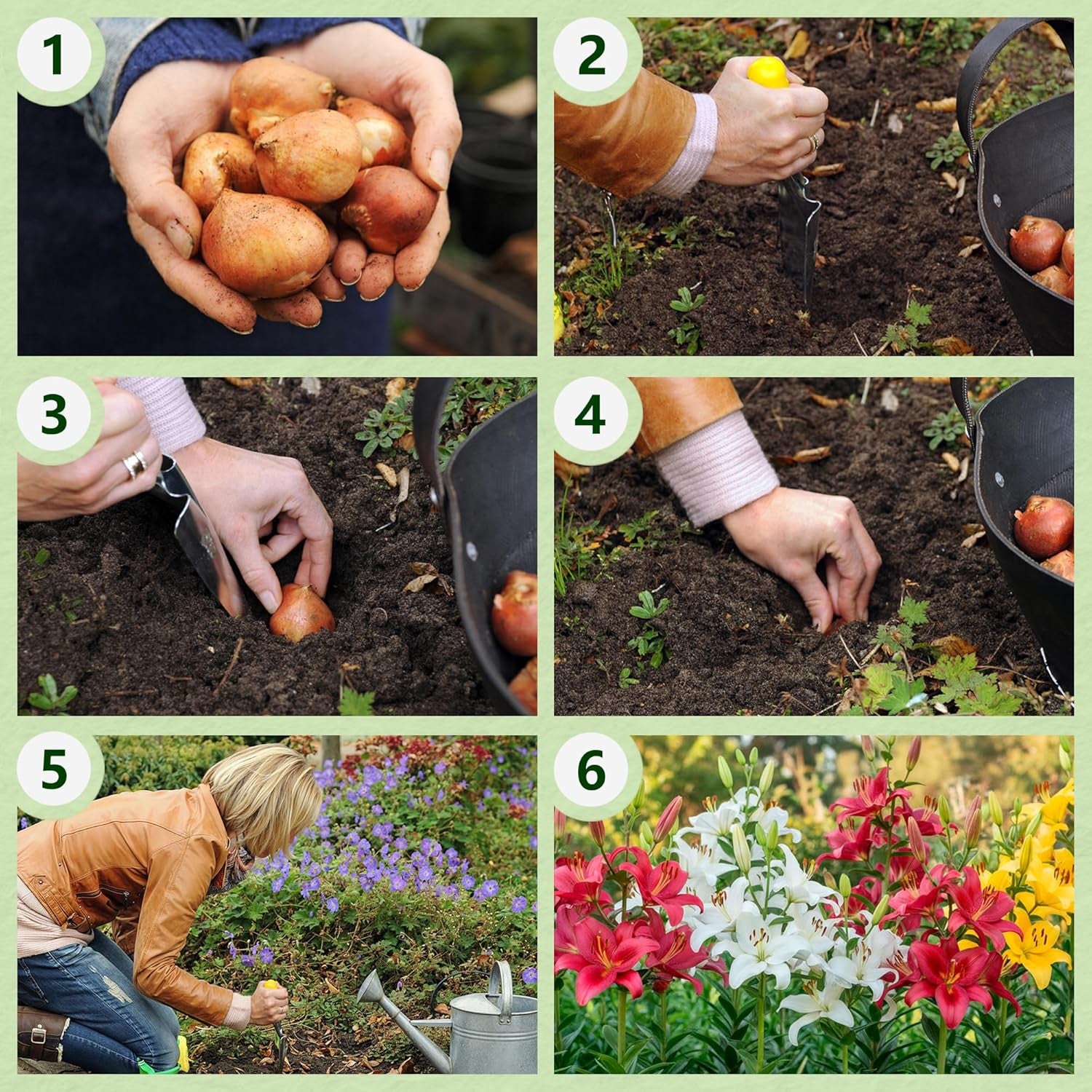 Vytrvalé cibulky lilie - Orientální lotosový mix - 10 cibulí - Exkluzivní holandské květinové cibulky - Pro zahradu a květináče (velké bezsemenné cibulky, ne umělé)