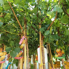 Aprikosenbaum Bulida Obstbaum Im Topf 26 Cm Höhe Ca. 180 Cm – Alter 4 Jahre - Italienische Gärtnerei