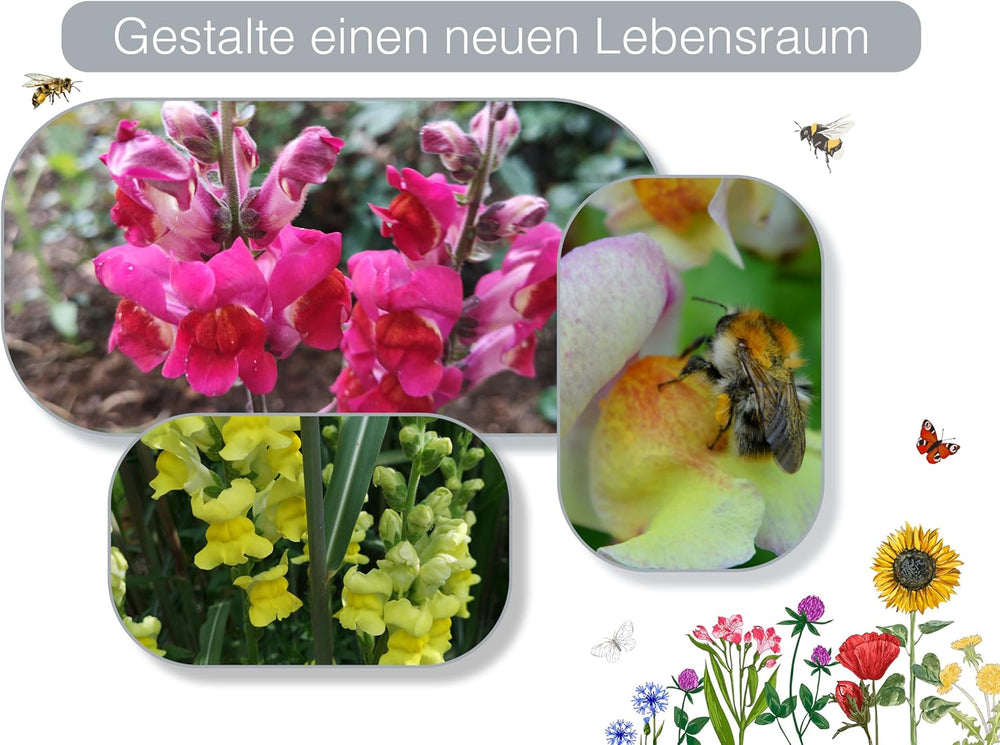 Löwenmäulchen Samen (Lat. Antirrhinum) – Mehrjährige Blütenpracht Für Garten & Balkon | Bunte & Lange Blütezeit | Fördert Biodiversität & Lockt Hummeln Und Bienen an | Samen Aus DE (5.000 Samen)