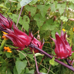 Hibiscus Sabdariffa - Wildkräuter Luftreinigende Zimmerpflanzen Schnell Wachsende Sträucher Hecken Exotische Balkon Pflanzensamen Kräutersamen Gartenblumen Kräutergarten Geschenk 200Samen