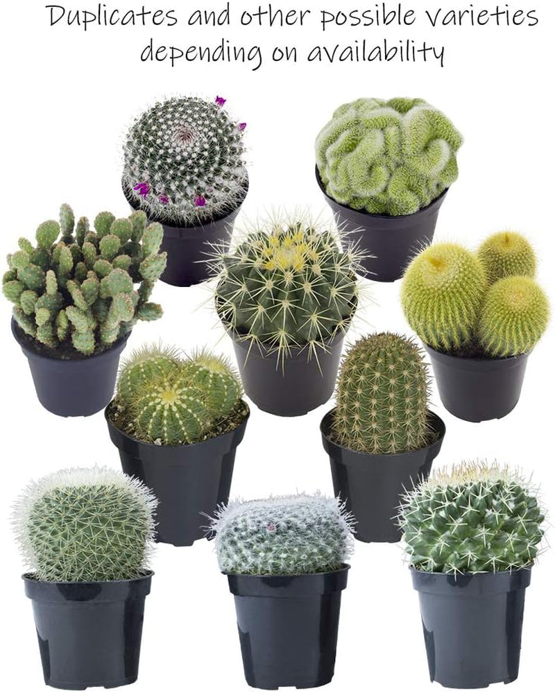 Sortierte Kaktus-Kollektion, 6,3 Cm, 12 Stück
