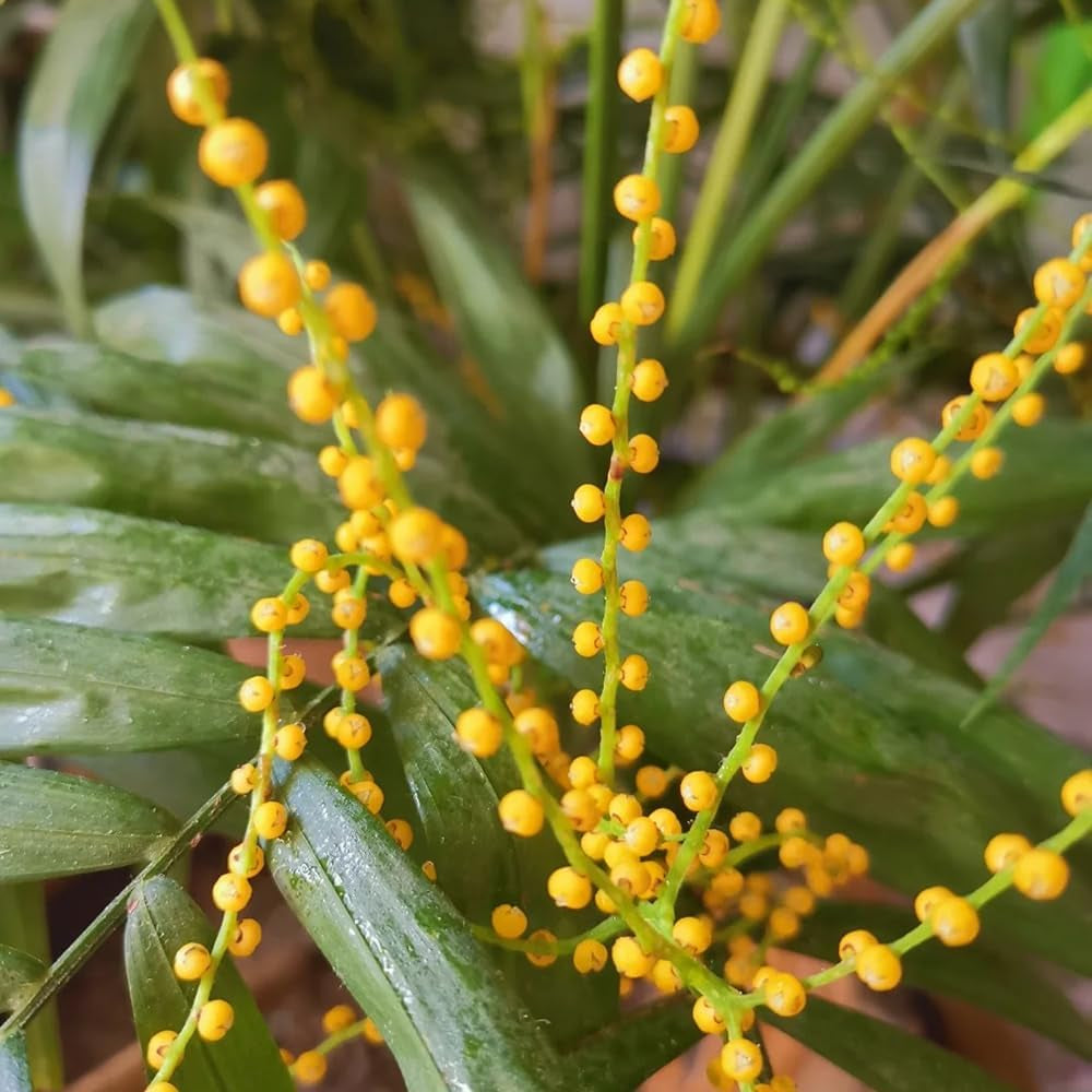 Goldfruchtpalme, Balkonpflanzen Winterhart Dypsis Lutescens, Grünpflanzen Pflegeleichte Zimmerpflanzen Luftreinigende Zimmerpflanzen 15Samen
