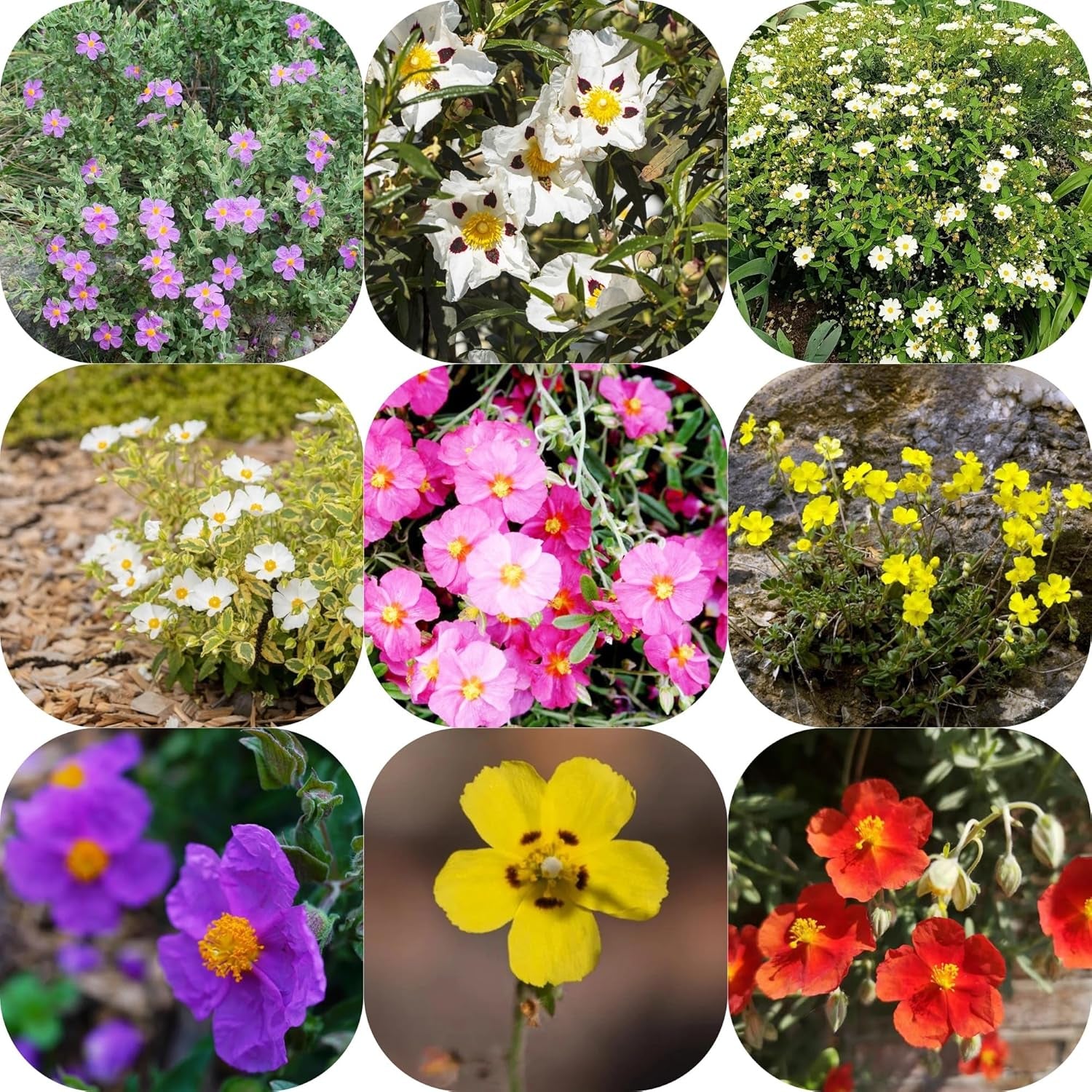Zistrose Hecken Sträucher Herbst Deko Zistrosesamen Deko Wohnzimmer Balkon Sommerblumen Topfpflanzen Nachhaltige Geschenke Exotische Bio Grünpflanzen Blumensamen Gastgeschenk 160Samen
