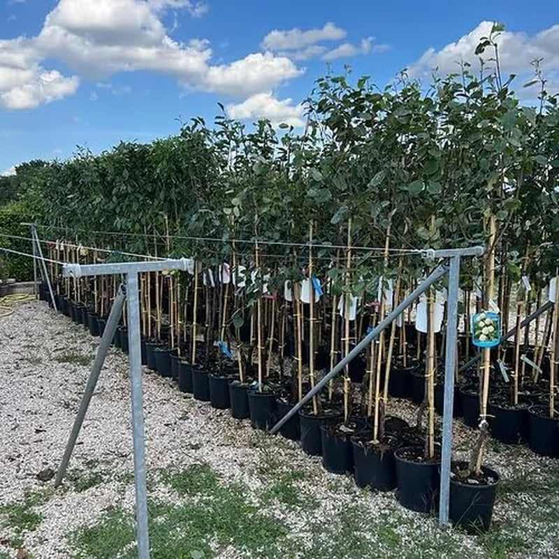 Pfirsiche Mit Gelbem Fleisch O’Henry - Obstpflanze Auf Blumentopf 20 - Baum Max 170-2 Jahre Anbau Italien
