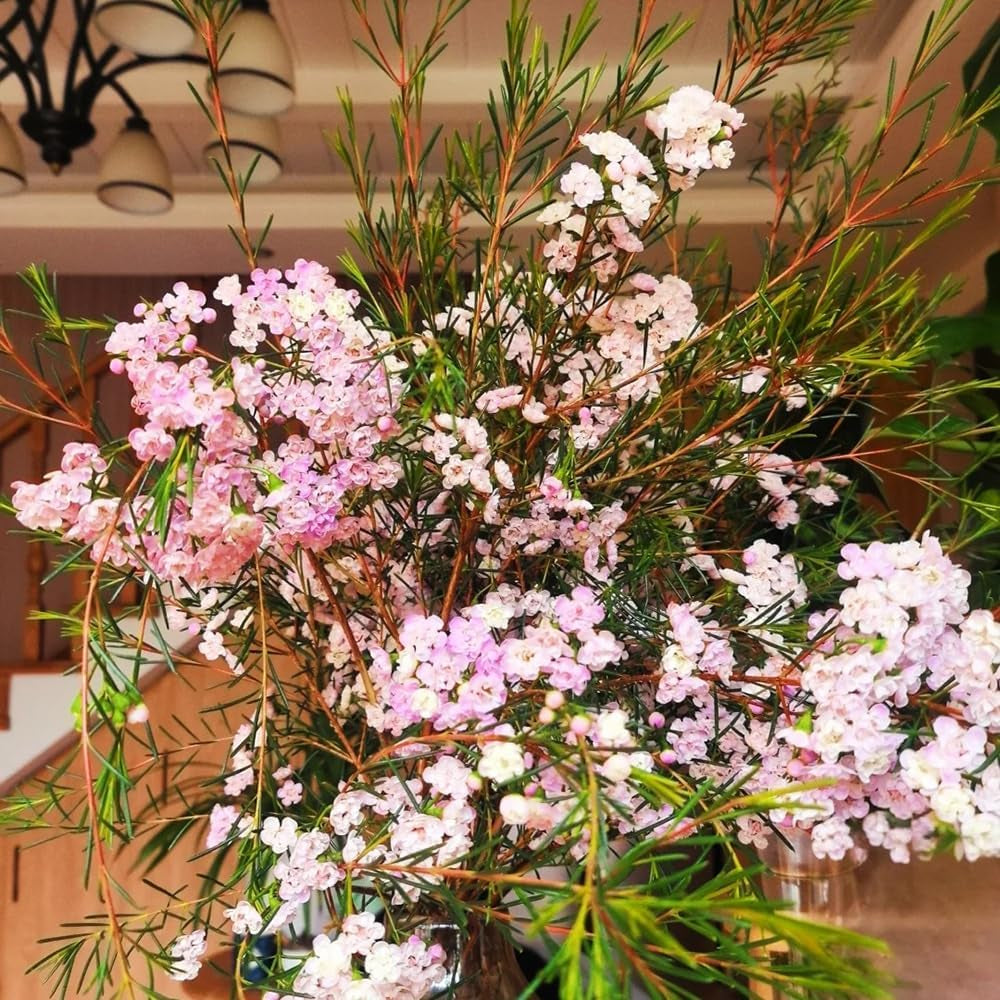 Chamelaucium Uncinatum Garten Baumsamen Bonsai Zimmerbonsai Schnittblumen Balkonpflanzen Frühlingsblumen Gartenpflanzen Winterhart Mehrjährig Exotische Bio Grünpflanzen Winterharte 85Samen