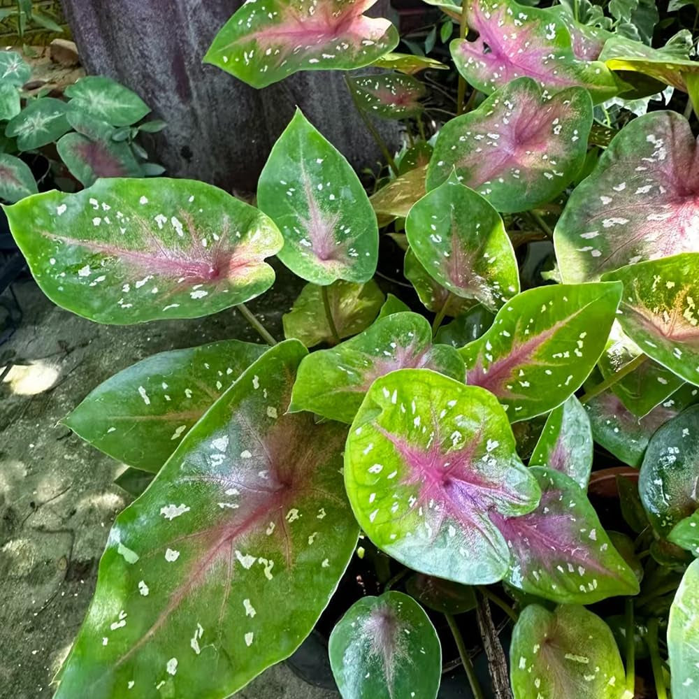 Caladium Heckenpflanzen Indoor Garden Zimmerpflanze, Balkonpflanzen Exotische Ausgefallene Gewächshaus Grünpflanzen Gartenpflanzen Für Draußen, 400Samen