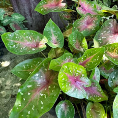 Caladium Heckenpflanzen Indoor Garden Zimmerpflanze, Balkonpflanzen Exotische Ausgefallene Gewächshaus Grünpflanzen Gartenpflanzen Für Draußen, 400Samen