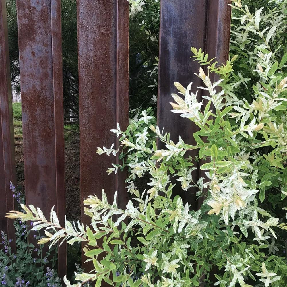 Harlekinweide - Garten Salix Integra - Schnell Wachsende Sträucher Baumsamen Sträucher Winterhart Gartenarbeit Geschenk Hochbeet Topfpflanzen Draußen Winterhart 20Samen