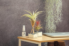 Air Plant Tillandsien Usneoides - Feenhaar Weiß - Tillandsien Hängend – Hängepflanze – Hängedeko - Luftpflanzen Hängend - Feenhaar Weiß - Pflanze Ohne Erde (1, 20-30 Cm)
