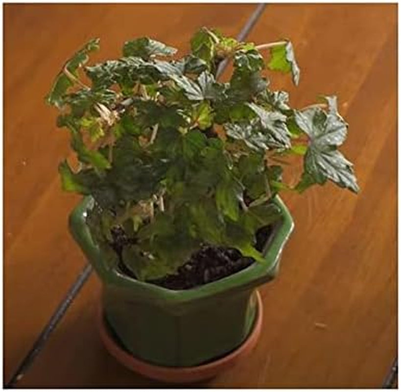 Stk - 10X Begonia Dregei Begonia Partita Ziersträucher Garten Pflanzen - Samen ID329 -