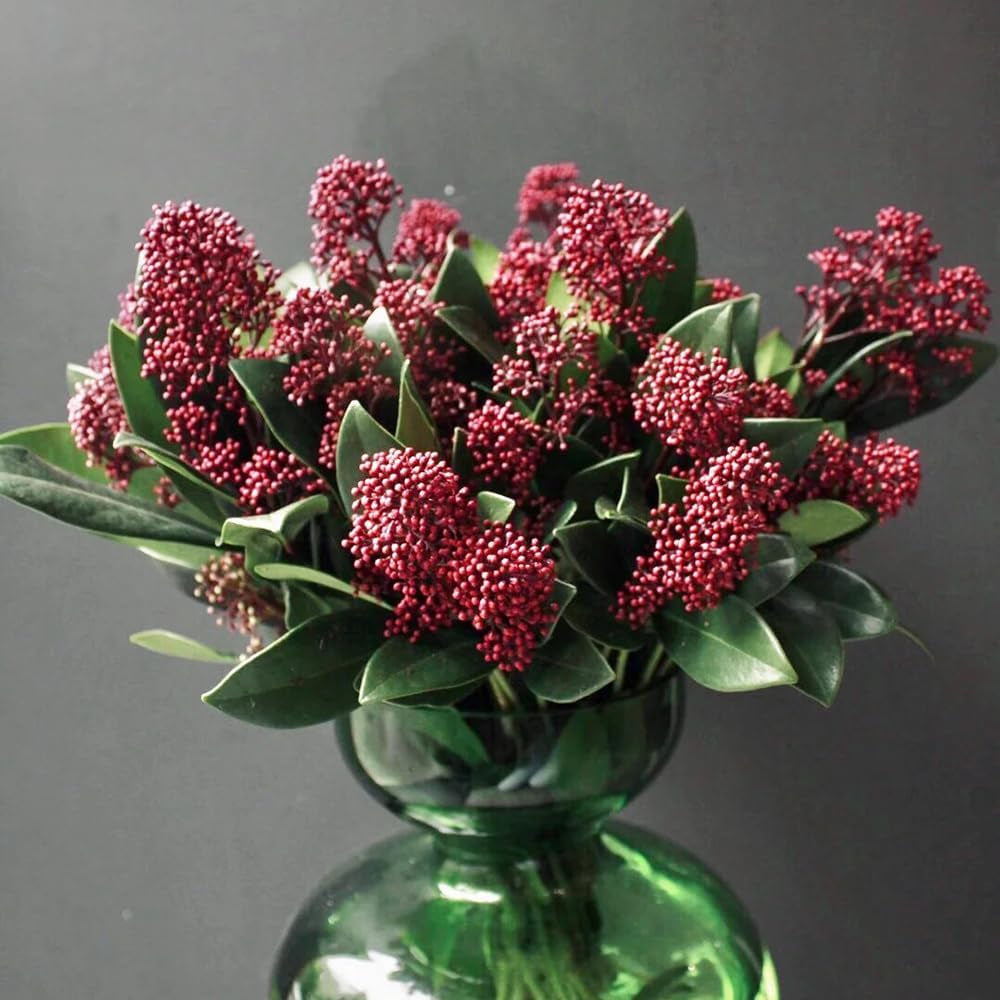 Skimmia, Blumensamen Seltene Skimmia Japonica Rubella, Pflanzensamen Zimmerpflanzen Sträucher Garten Balkonpflanzen Winterhart Mehrjährig Wildblumensamen 350Samen