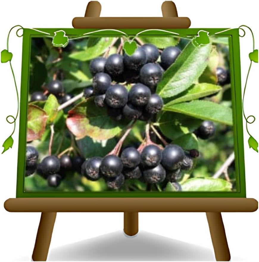 Seedorn (Aronia Melanocarpa) Schwarz Auf Blumentopf 20 Obstpflanze Baum Max 150 Cm -2 Jahre Anbau Italien