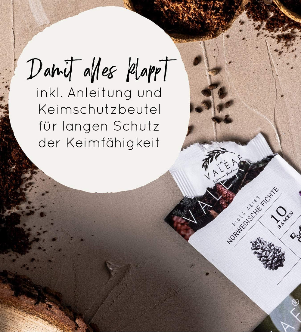 10 bonsajových semínek z 5 kontinentů | Semena exotických stromů pro vaši jedinečnou bonsai | Starter Kit a rostlinné nadšence | Naše sada bonsají jako tip na speciální dárek