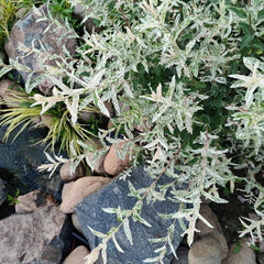 Harlekinweide - Garten Salix Integra - Schnell Wachsende Sträucher Baumsamen Sträucher Winterhart Gartenarbeit Geschenk Hochbeet Topfpflanzen Draußen Winterhart 20Samen