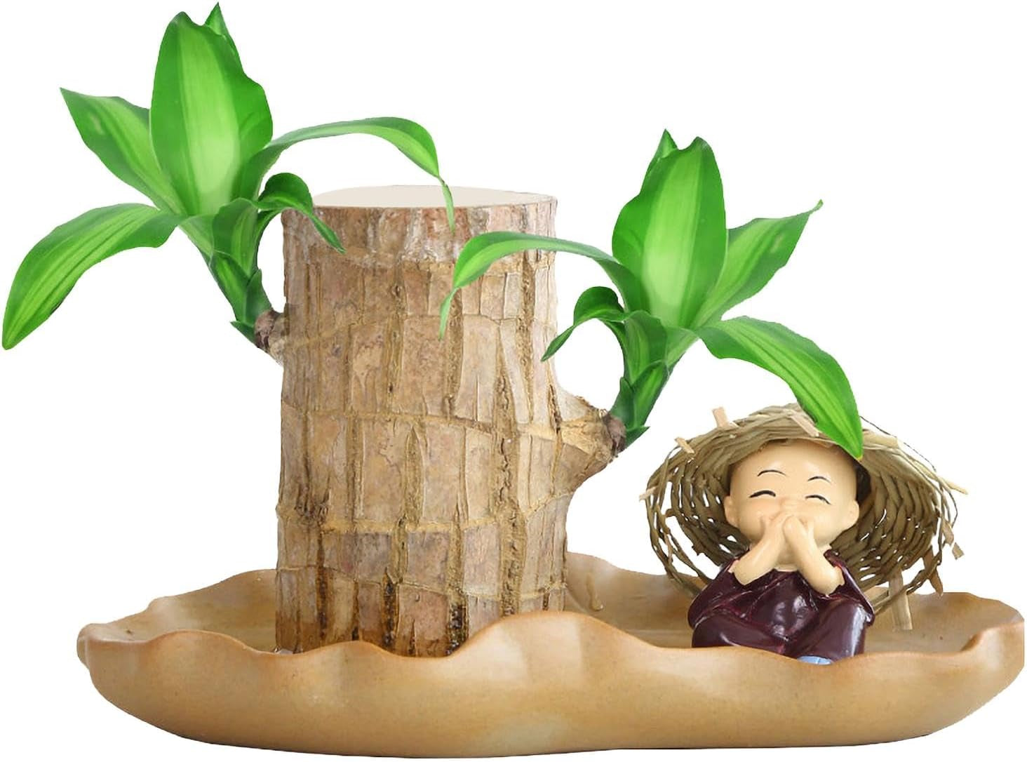 Brasilianische Holzpflanze Mit Blumentopf, Brasilianisches Glücksholz, Hydroponische Topfpflanze, Hydroponische Glücksholzpflanze, Reinigt Die Raumluft, Büro-Schreibtischpflanze Für Den Innenbereich