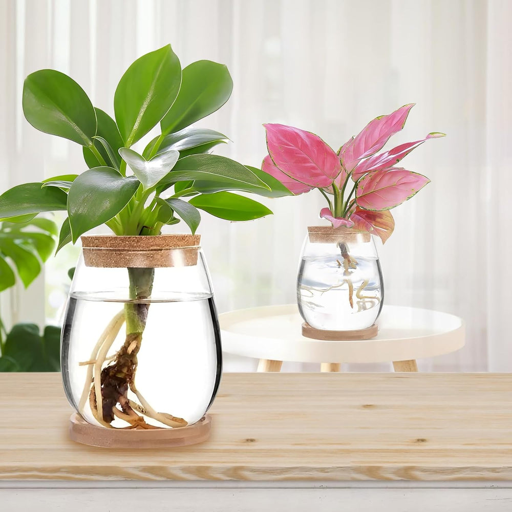 Hydroponická rostlinná pěstovací stanice, 12 x 11 cm, váza se semeny avokáda, skleněný květináč, skleněná hydroponická váza pro vodní rostliny nebo květiny, kancelářský stůl, 2 kusy